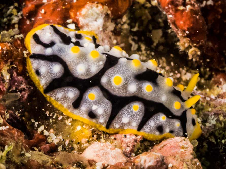 Phyllidia exquisita